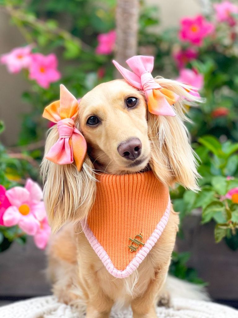 it-dogsデイジートップス　Ｍ This pups lovely these of one home bring not why Day, Valentine's 犬服・アクセサリー